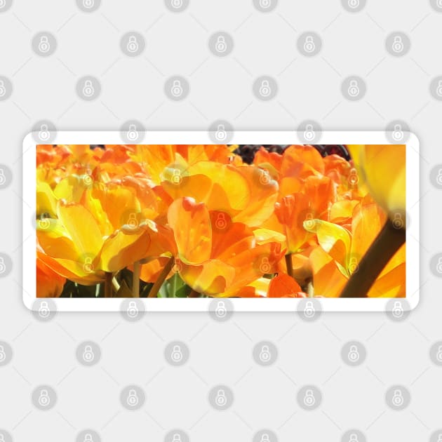 Close-up Orange and Yellow Tulips Sticker by H. R. Sinclair